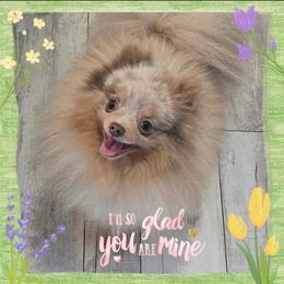 Pico - Pomeranian