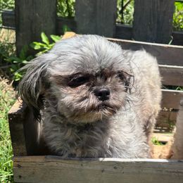 Juni - Shih Tzu