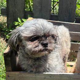 Juni - Shih Tzu