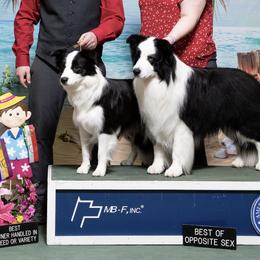 Border Collies from Rockbelle Border Collies