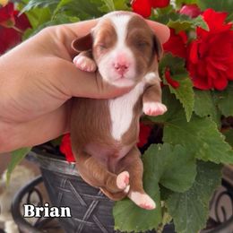 Brian - Red male Cavapoo puppy in Salt Lake City, Utah from SunnySide Mini Doodles