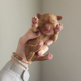 Cavalier King Charles Spaniel and Cavapoo Puppies from Heart Mountain Cavaliers