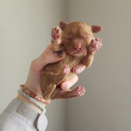 Cavalier King Charles Spaniel and Cavapoo Puppies from Heart Mountain Cavaliers