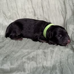 Green collar - Black and beige male Shiloh Shepherd puppy in Watchung, New Jersey from Blue Moon Shilohs