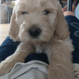 Goldendoodle Puppies from Kellee's Goldendoodles