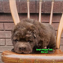 Lucas - Brown male Chinese Shar-Pei puppy in Minden, Louisiana from Zoey's Waggly Tails
