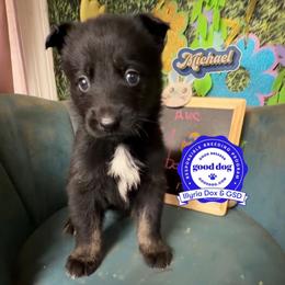 Michael - Bi-color male German Shepherd puppy in Livingston, Kentucky from Illyria Dox & GSD
