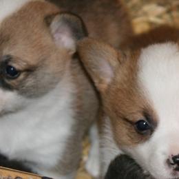 Pembroke Welsh Corgis from Mahanaim