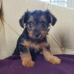 Yorkshire Terriers from Yorkies of Sewickley