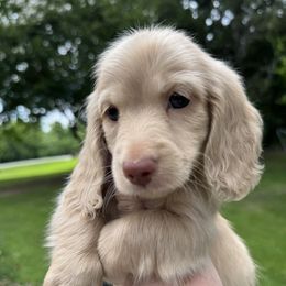 Finn - Dachshund