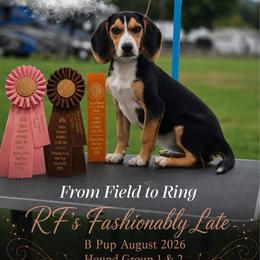 RF's Fancy - Beagle