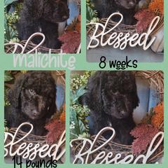 Boy 2 - Saint Berdoodle puppy in St. Maries, Idaho from Casseldoodles @ CasselFarm