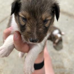 Peach - White and sable female Shetland Sheepdog puppy in Fontanelle, Iowa from Jensen Farms Shelties