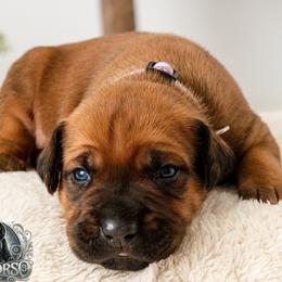 Freya - Red female Cane Corso puppy in Warren, Ohio from Northeast Ohio Cane Corso