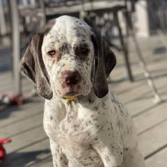 Braque du Bourbonnais from Sioux Ridge Pointers