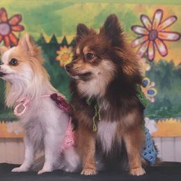 Pomeranian Puppies from ARC Kennels