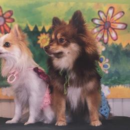 Pomeranian Puppies from ARC Kennels