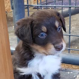 Australian Shepherd Puppies from Classy Aussies