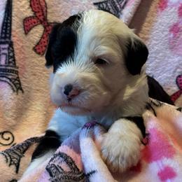 CHEESECAKE - Black and white female Sheepadoodle puppy in Riverside, California from Downtown Doodles & Frenchies
