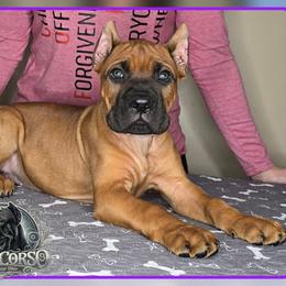 Benelli - Red female Cane Corso puppy in Warren, Ohio from Northeast Ohio Cane Corso