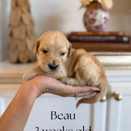 Beau - Cream male Goldendoodle puppy in Wilson, North Carolina from Cedar Creek Doodles