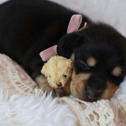 Vince - Black and cream male Dachshund puppy in Wakarusa, Indiana from PuppyLove Dachshunds