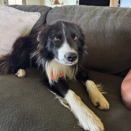 Zac - Border Collie