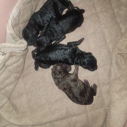 Poodle puppies from Regatta Kennels
