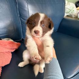 Earth - Red female Border Collie puppy in Grapeview, Washington from Athena’s Collies