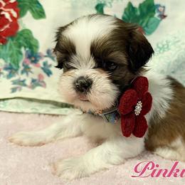 Pinkie pie - Black gold and white female Shih Tzu puppy in Hemet, California from Aloha Shih Tzu
