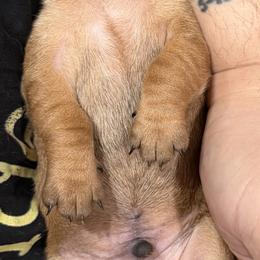 Dachshund Puppies from Witchy Woman’s Wiener’s