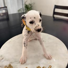 Belle - White and black female Dalmatian puppy in Queen Creek, Arizona from Lala's Polka Dots