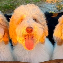 Rose - Apricot female Goldendoodle puppy in Southwest Ranches, Florida from Dandy Doodle Ranch