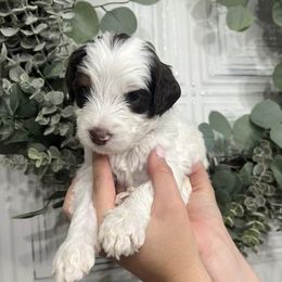 Goldendoodles from Ellie Jo’s Goldendoodles