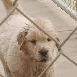 Golden Retriever Puppies from Sunkyst Golden Retrievers