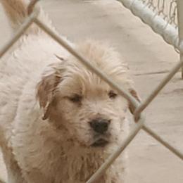 Golden Retriever Puppies from Sunkyst Golden Retrievers