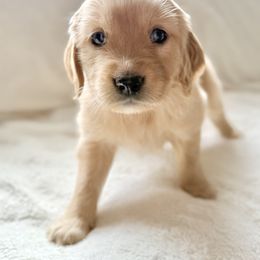 Companion Cross Puppies from Happy Tails Mini Goldens