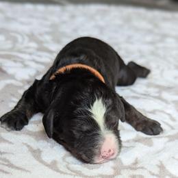 Orange - Tri-color female Bernedoodle puppy in Connecticut from Valley View Doodles