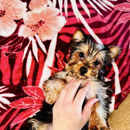 Missi - Blue and gold female Yorkshire Terrier puppy in Cape Coral, Florida from Katherine’s Yorkies and Poodles