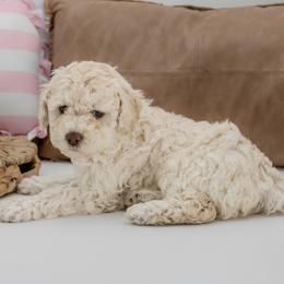Creme Brule - Green Girl - female Australian Mountain Doodle puppy in Highland, Utah from Angel Pups Deluxe