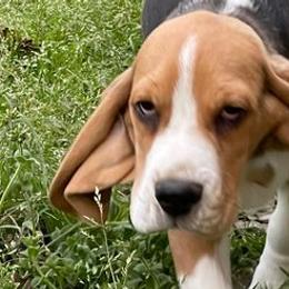 Beagles from DNA Beagles & Rotties