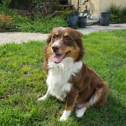 Rascal - Miniature Australian Shepherd