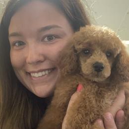 Aussiedoodle, Cavapoo, and Poodle Puppies from Perkins Pups