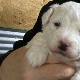 Girl 1 pink collar - Bichon Frise puppy from Loretta's Pups