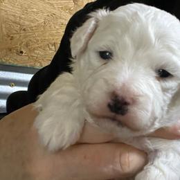 Girl 1 pink collar - Bichon Frise puppy from Loretta's Pups