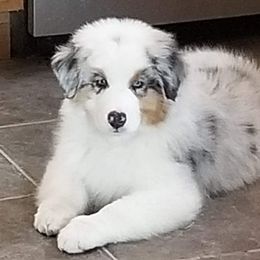 Australian Shepherd Puppies from HHK (Hot House Kennel)