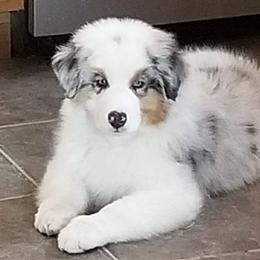 Australian Shepherd Puppies from HHK (Hot House Kennel)