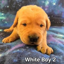 White Boy - Yellow male Labrador Retriever puppy in Potosi, Wisconsin from Point and Flush Gun Dogs