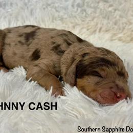 Johnny Cash - Merle male Goldendoodle puppy in Jonesboro, Arkansas from N. E. Arkansas Goldens and Doodles