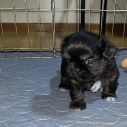 Cupid - Red and tan female Shih Tzu puppy in Sacramento, California from NANA’S  QUALITY SHIH TZU'S